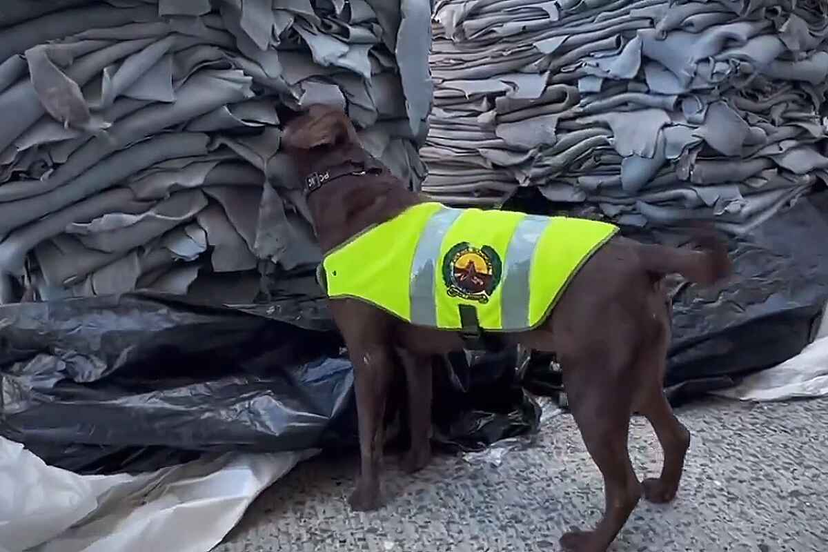 Narcotráfico: Canino heroico detecta casi una tonelada de cocaína escondida en cueros de vaca