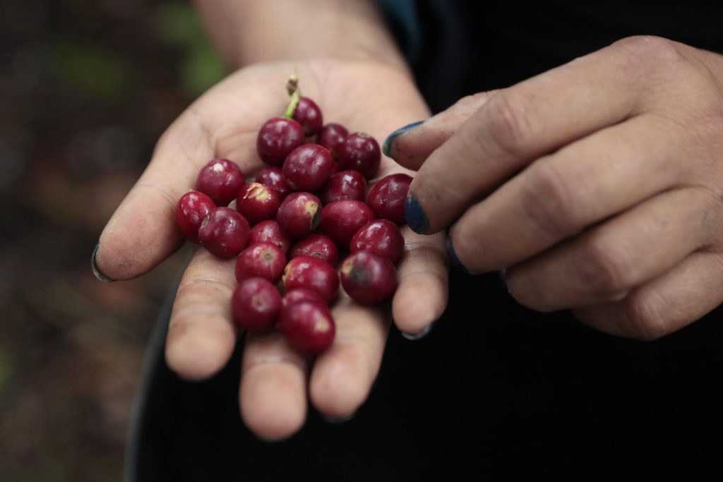 El Tolima busca superar la violencia con Feria Internacional del Café