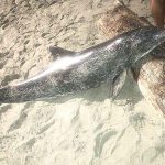 ¡Alerta! Delfín encontrado muerto en Santa Marta estaba infectado con una bacteria peligrosa