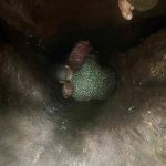 El "narco-árbol": descubren cocaína del Clan del Golfo escondida en un árbol en el Pacífico colombiano