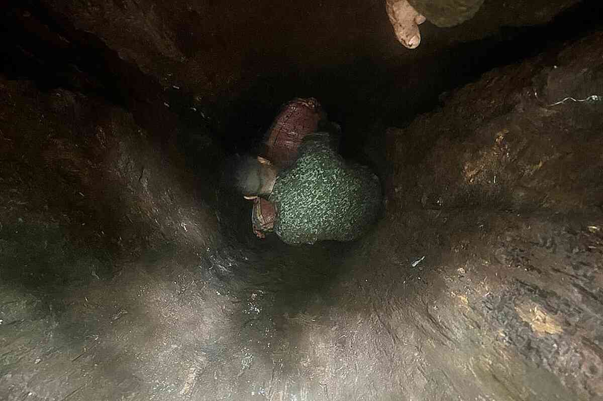 El "narco-árbol": descubren cocaína del Clan del Golfo escondida en un árbol en el Pacífico colombiano