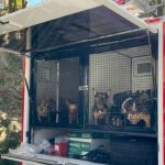 Horror en Medellín: Mujer judicializada por maltratar a 55 perros