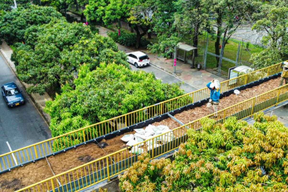 Medellín crea corredores verdes para la fauna en puentes peatonales en desuso