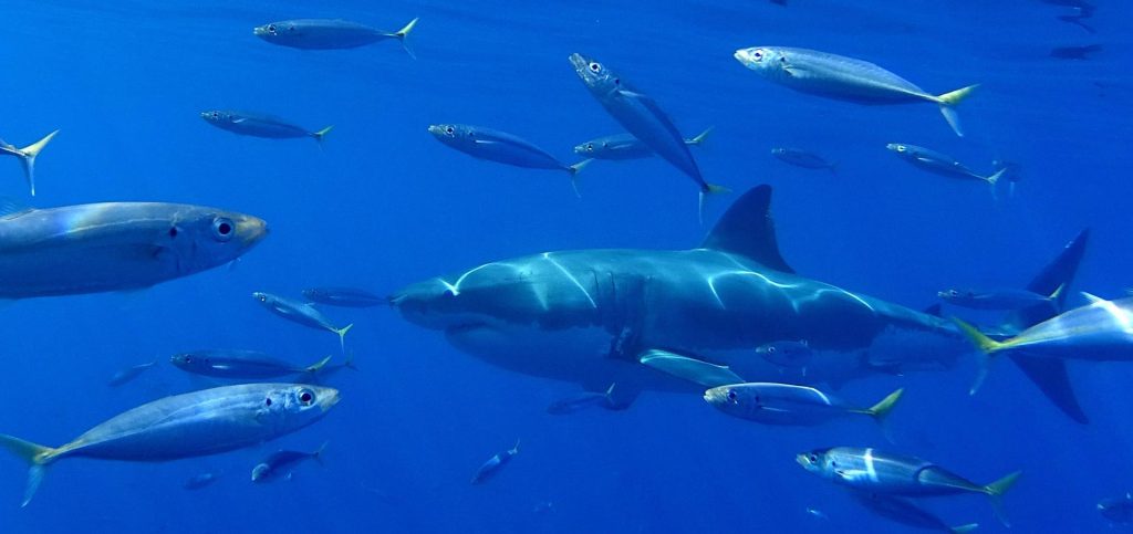 Avistan por primera vez un tiburón blanco en aguas ecuatorianas cercanas a Galápagos