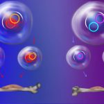 Describen el mecanismo del ADN circular extracromasómico para impulsar el cáncer