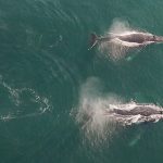Dos ballenas jorobadas son halladas muertas cerca de salmoneras en zona austral de Chile
