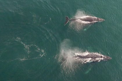 Dos ballenas jorobadas son halladas muertas cerca de salmoneras en zona austral de Chile