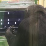 El ego también es animal: Los chimpancés rinden mejor en tareas difíciles si tienen público