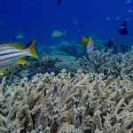 El norte de la Gran Barrera australiana sufre la peor pérdida de corales en casi 40 años