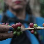 colombia- Los cafeteros de Colombia celebran récord de precios del grano en el mercado internacional
