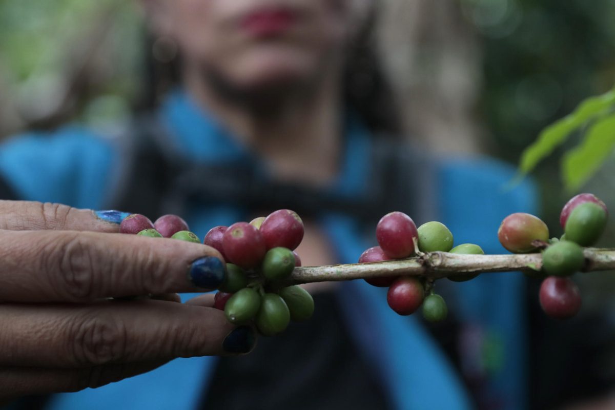 colombia- Los cafeteros de Colombia celebran récord de precios del grano en el mercado internacional