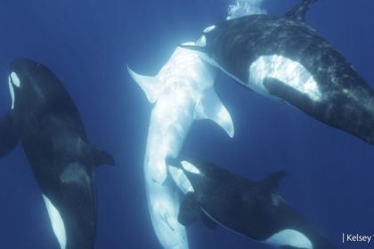 Una manada de orcas puede haber logrado habilidades para cazar al pez más grande del mundo