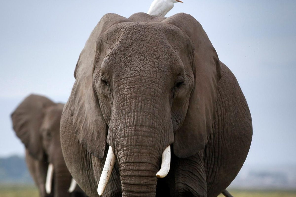 Zimbabue relanza un programa para rastrear con GPS a elefantes