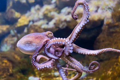 Científicos predicen que los pulpos podrían reemplazar a los humanos
