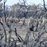 Australia ordena evacuar cientos de personas por incendios sin control en parque nacional
