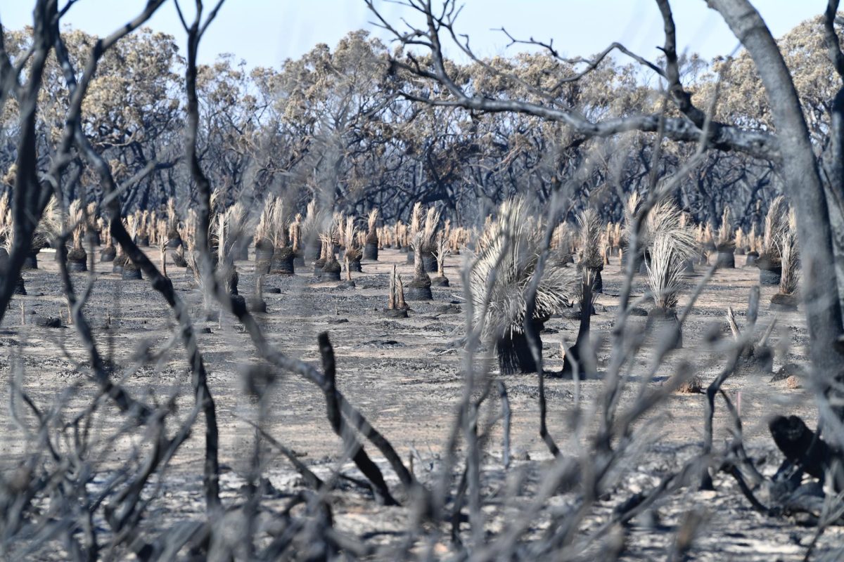 Australia ordena evacuar cientos de personas por incendios sin control en parque nacional