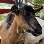 Alerta sanitaria en La Guajira por brote de ántrax