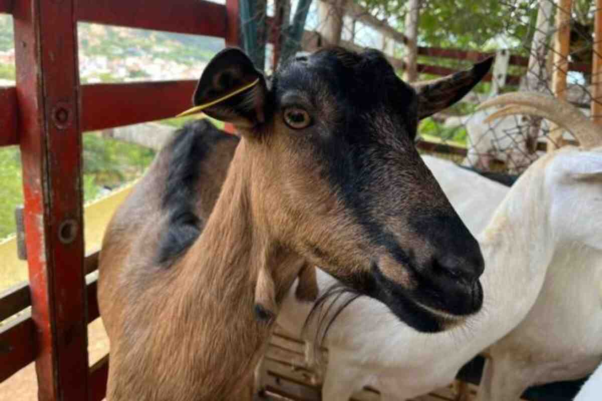 Alerta sanitaria en La Guajira por brote de ántrax