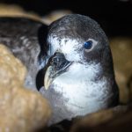 Preparan un nuevo protocolo de monitoreo de petreles de Galápagos, ave con futuro incierto