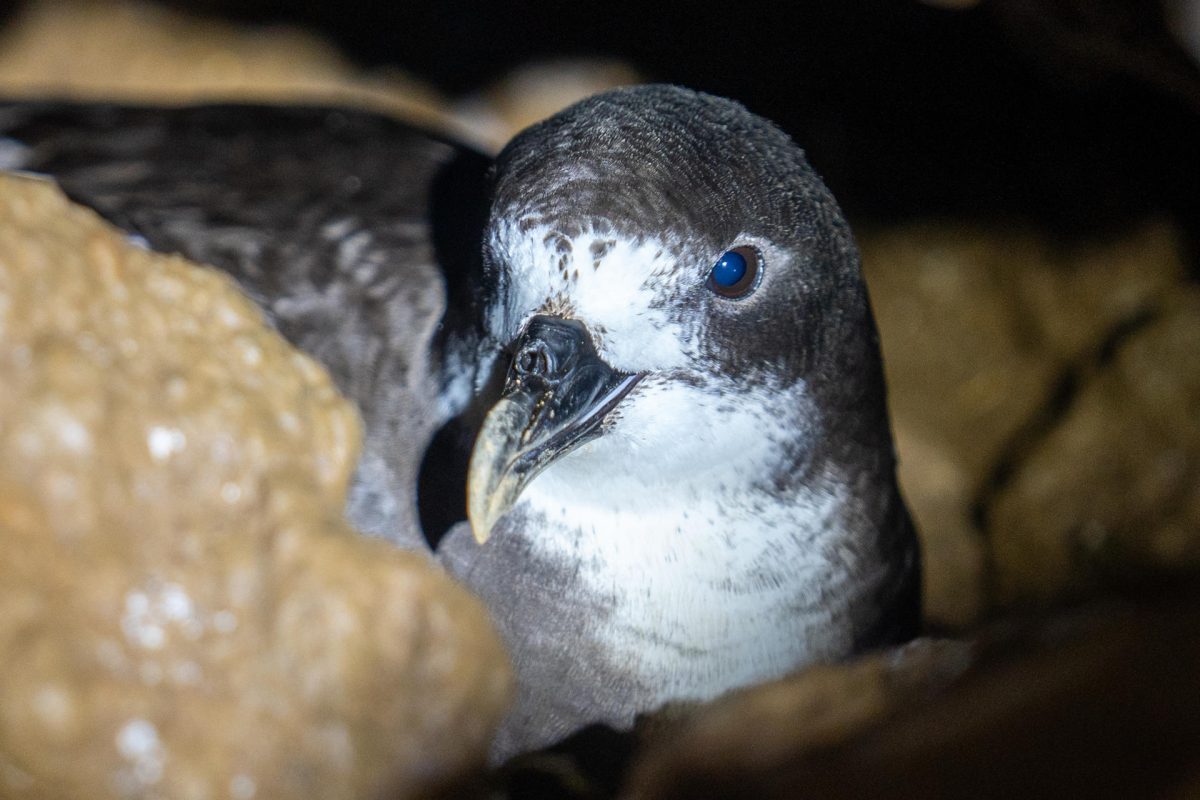 Preparan un nuevo protocolo de monitoreo de petreles de Galápagos, ave con futuro incierto