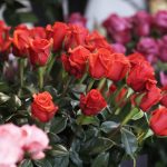 Las flores colombianas adornan un año más el San Valentín sin los aranceles de EE.UU.