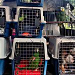 Cornare rescata a varios animales silvestres en cautiverio en el Oriente Antioqueño