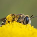 Un macroestudio revela que los plaguicidas son responsables de la crisis de la biodiversidad