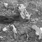 feminicidio en la vereda las cruces, Monteria
