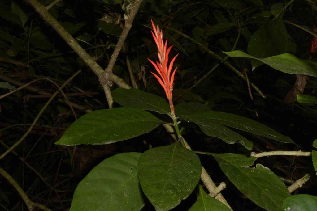 nueva planta descubierta en el cerro tusa en el suroeste antioqueño