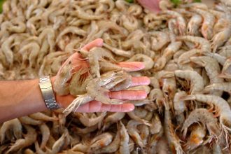 Crisis sin precedentes en el sector pesquero argentino complica temporada del langostino