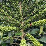Café colombiano logra su mayor producción en 29 años con 14,79 millones de sacos