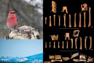 Hallan en el este de España restos fósiles de un ave boreal desaparecida hace 24.000 años