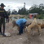 Joven atacado por perros en Bosa: sufrió 150 mordeduras y perdió los brazos