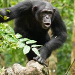 La comunicación de los chimpancés podría ser un puente evolutivo al lenguaje humano