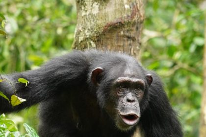 La comunicación de los chimpancés podría ser un puente evolutivo al lenguaje humano