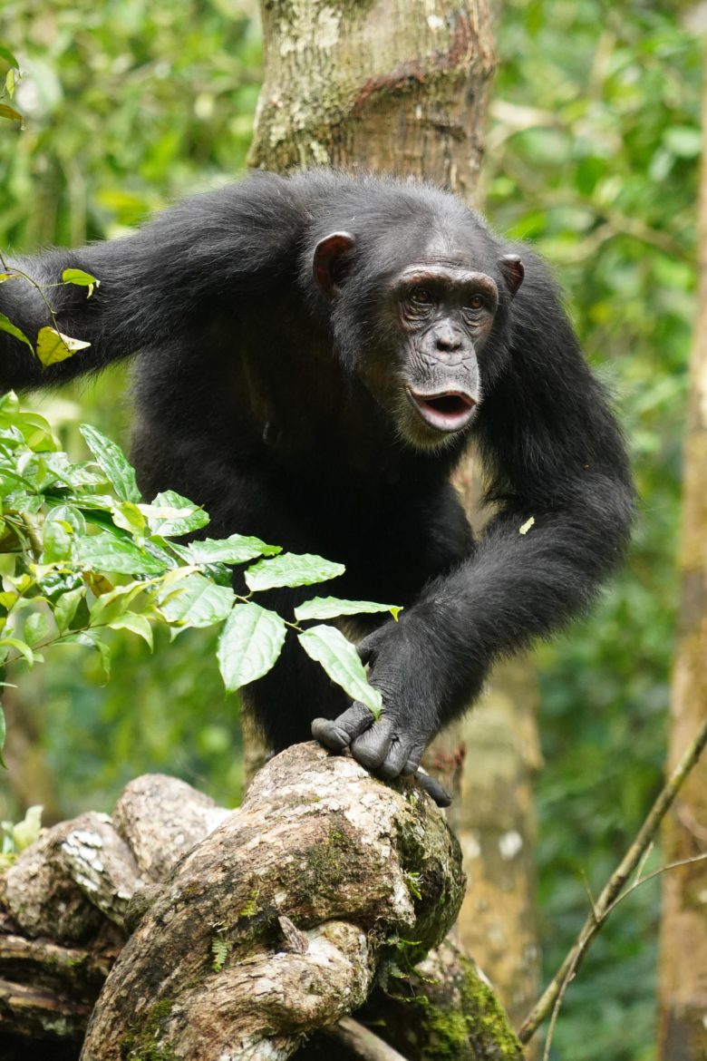 La comunicación de los chimpancés podría ser un puente evolutivo al lenguaje humano