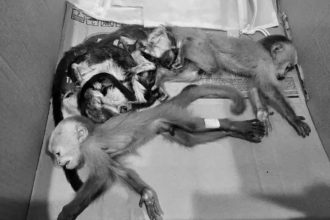 Rionegro: descubren intento de tráfico de monos bebés en grave peligro de extinción